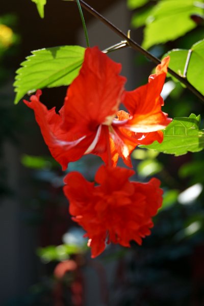 DSC08510
