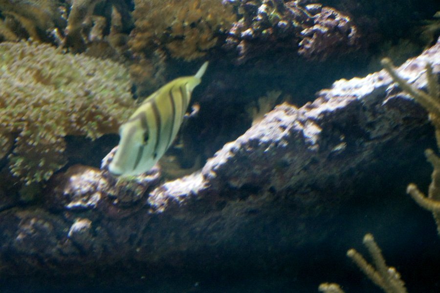 P1160618